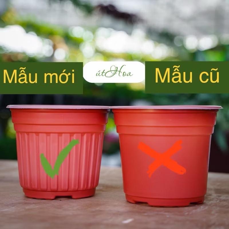 Sỉ Combo 20 50 100 chậu nhựa T200 20x15cm trồng cây có vành miệng cứng bền bỉ màu đẹp