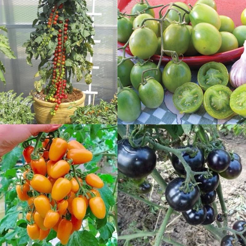Tổng hợp các loại hạt giống cà chua trái cây từ ngọt vừa đến ngọt lịm, siêu dễ trồng