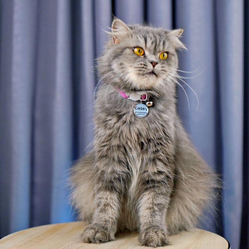 Kalung Kucing Bahan Kulit Bisa Costum Nama 4