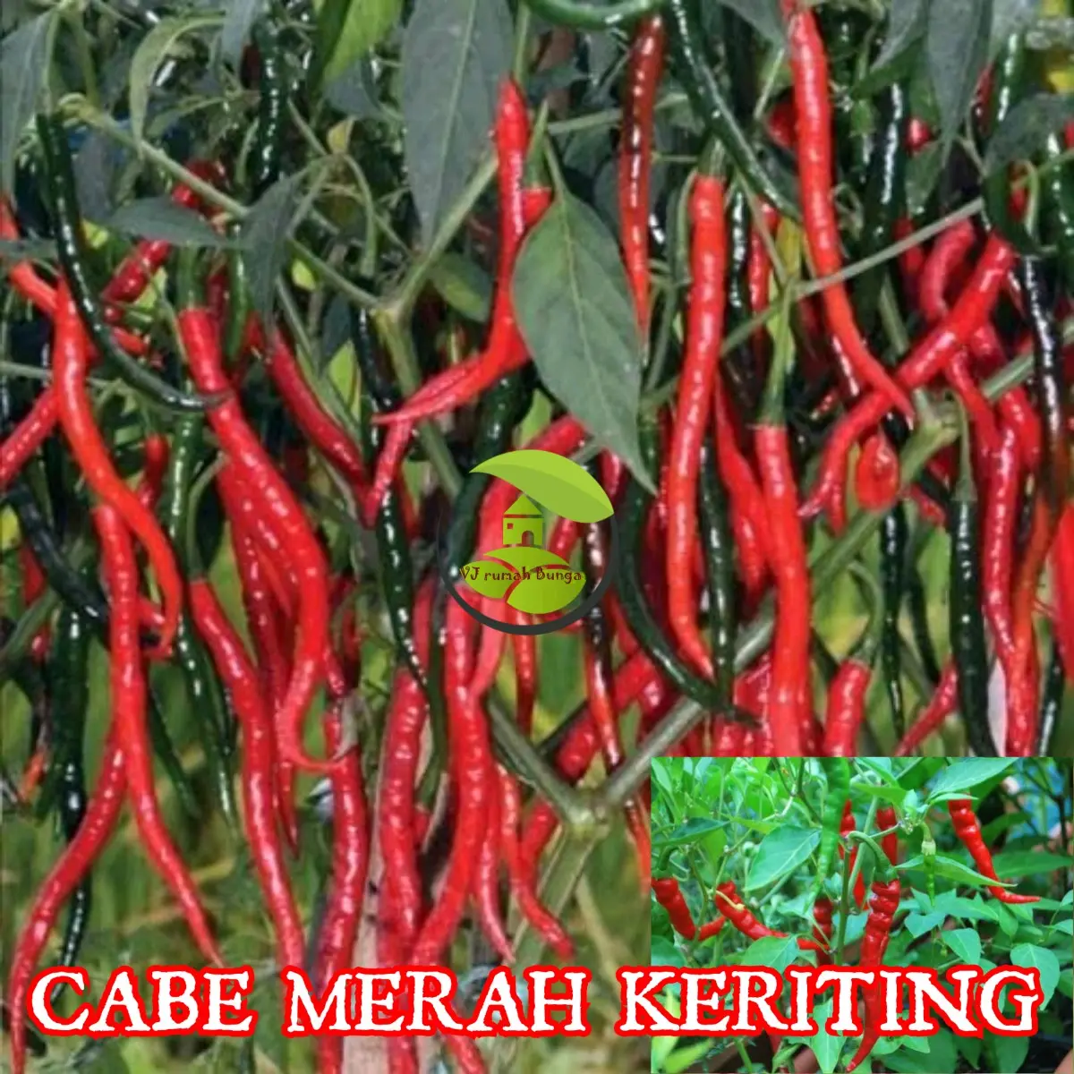 cabai merah keriting