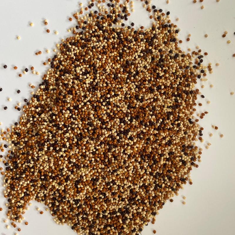 2kg hạt kê ngũ sắc, hạt cỏ thái ngũ sắc dùng làm thức ăn cho chim cu gáy, bồ câu, két, vẹt, đa đa...