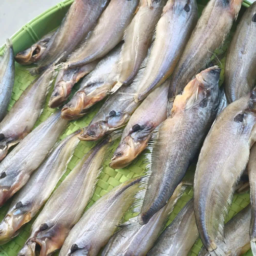 khô cá chèn sezi lớn vừa ăn 3 nắng