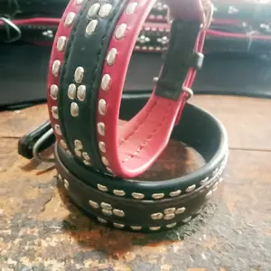 KALUNG ANJING HARIAN