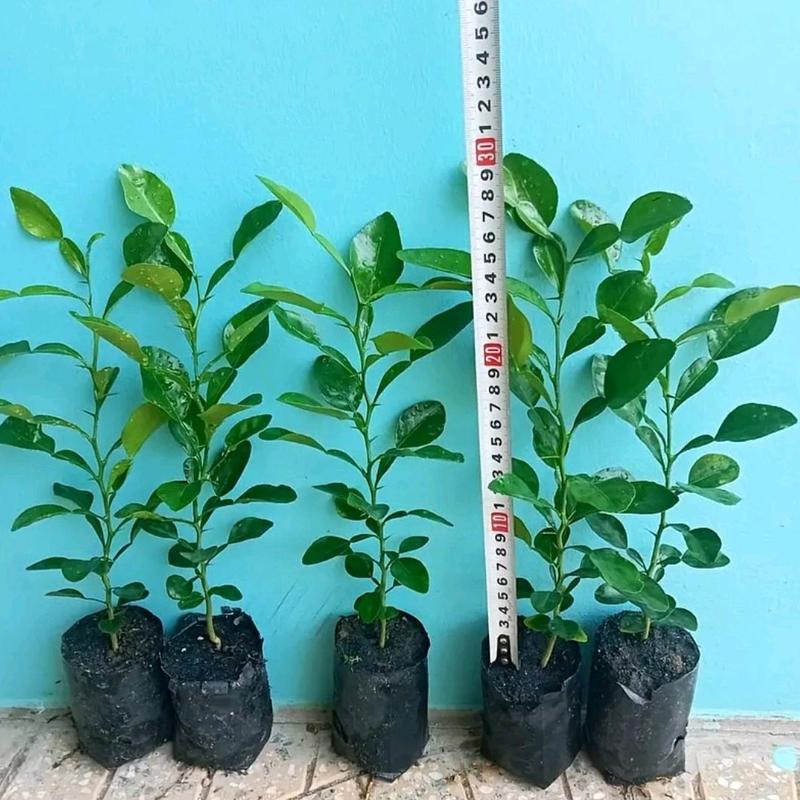 giống cây chúc ( cây chanh thái) 3 cây 50k