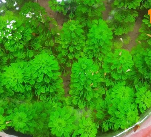 Cây tiểu bảo  tháp 15 nhánh trang trí 4
