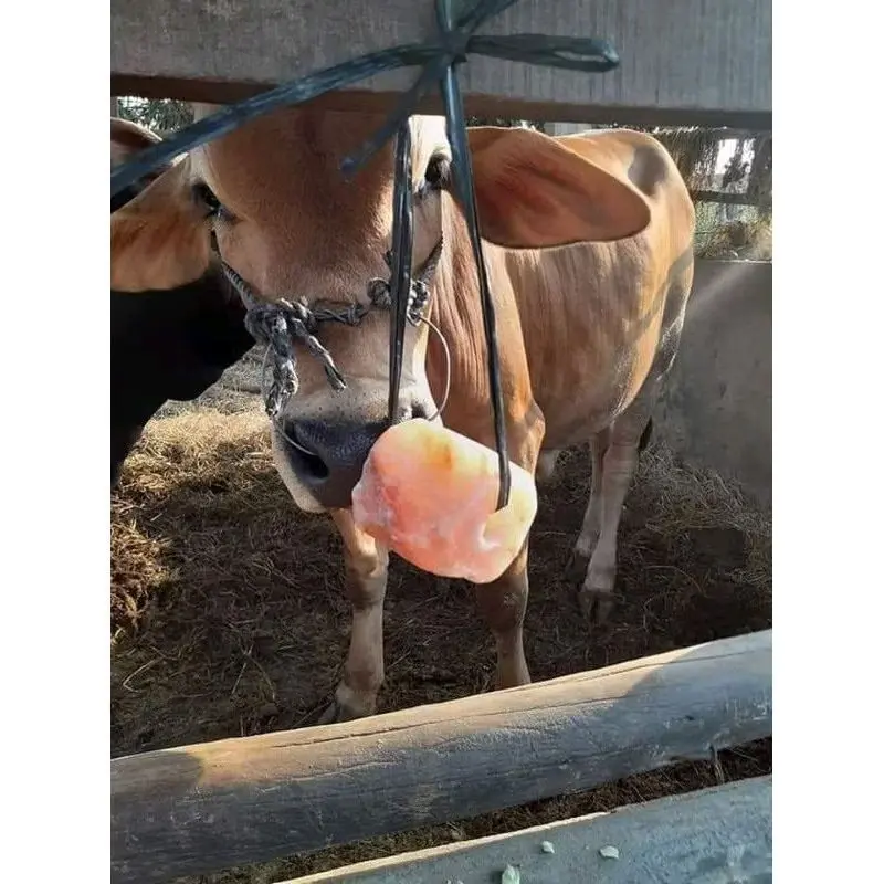 1 viên đá muối hồng Hymalaya chính hãng cho gia súc 4