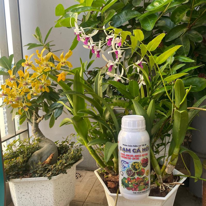 Phân bón hữu cơ Đạm Cá Hồi giúp phục hồi cây xanh lá mập thân