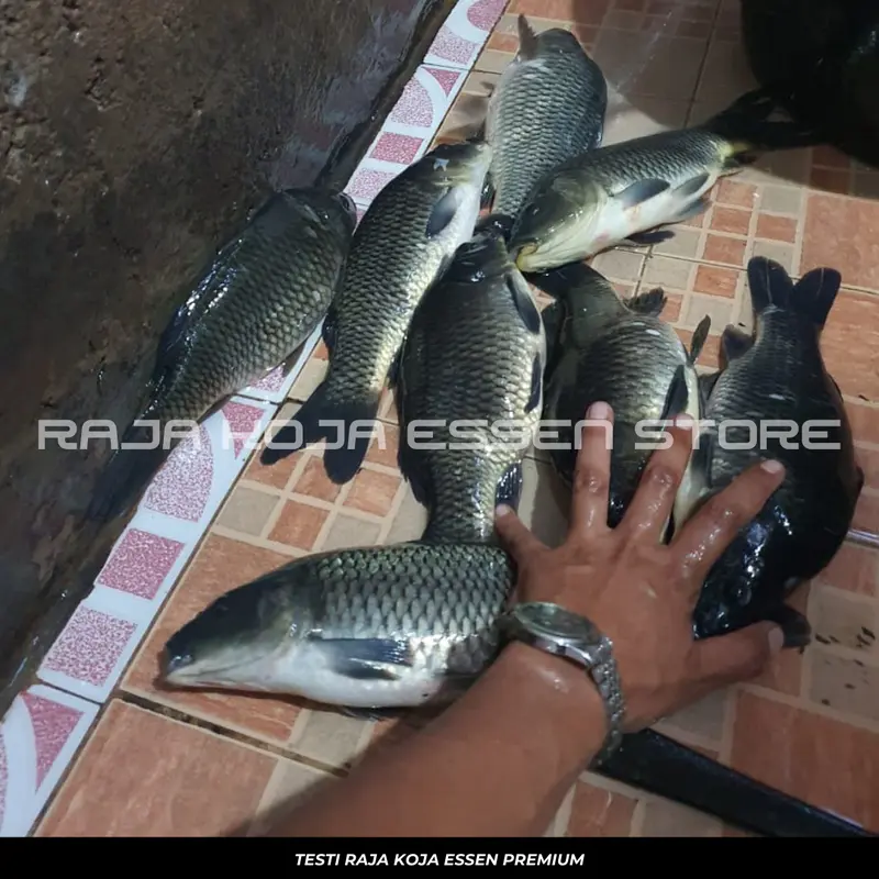 Essen Oplosan Usar Katilayu Melon Kaweni Paling Ampuh Paling Gacor Untuk Ikan Mas Isi 30ml Alat Mancing 2