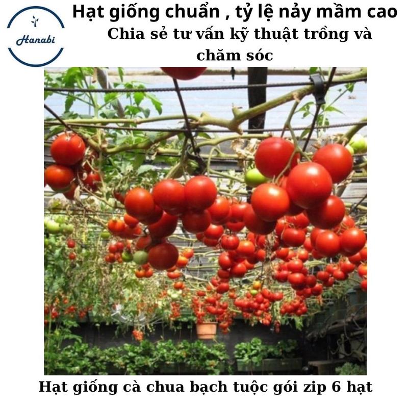 Hạt giống cà chua bạch tuộc gói zip 6 hạt