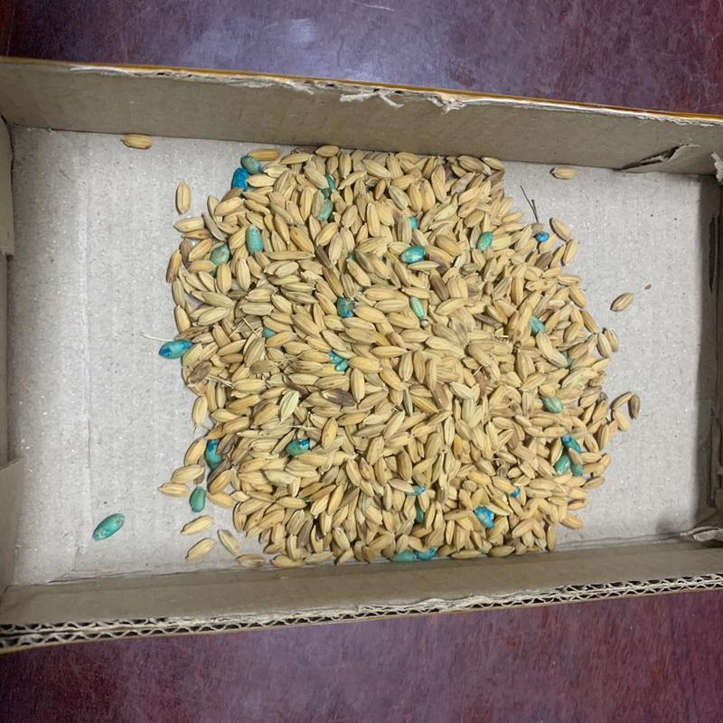 Combo 10 gói thóc chuột sinh học