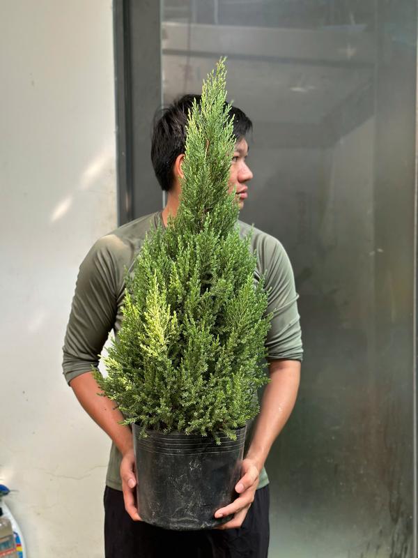 [GIAO NHANH] CÂY SƠN TÙNG SIZE LỚN,(cao 70cm), cây Noel mini, cây Noel thật để bàn, cây Giáng sinh, Cây Tươi Nguyên