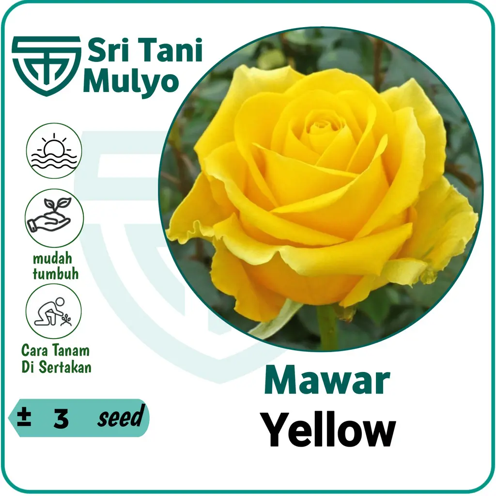 3 Benih Mawar Kuning Yellow Rose Import - Sri Tani Mulyo