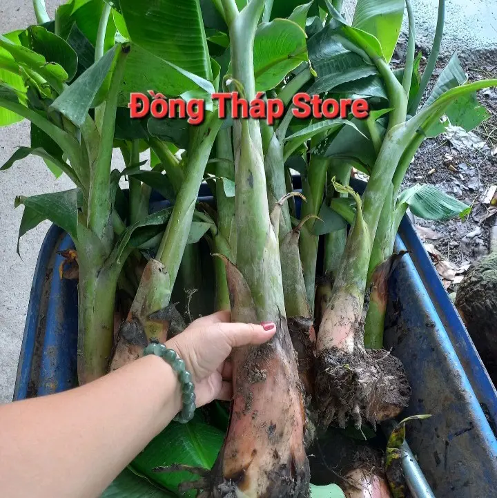 Cây giống chuối sáp nghệ cao dưới 60cm