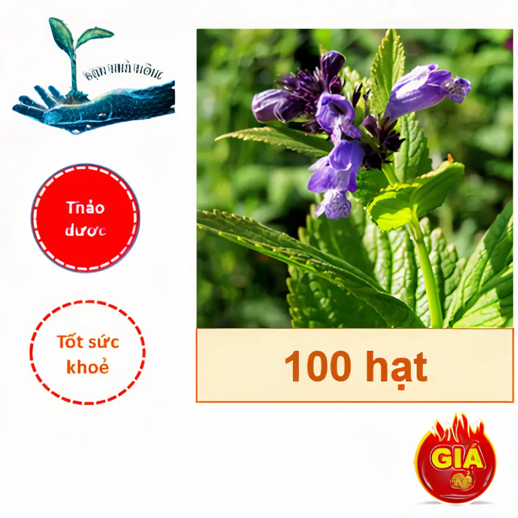 Hạt giống cây đuôi chuột, mạch lạc ( Gói 100 hạt ) - Tốt cho sức khoẻ, Thảo dược