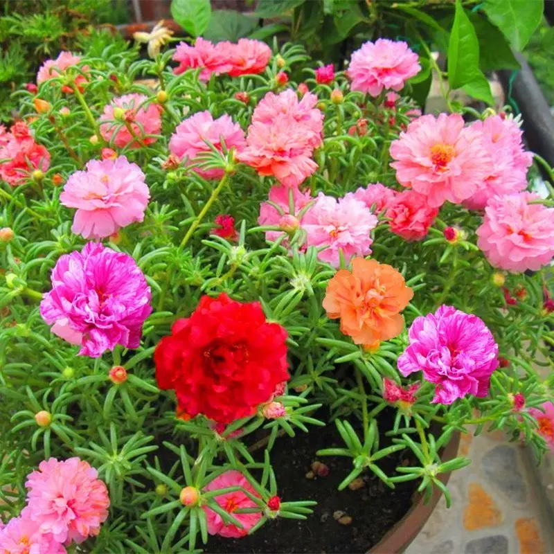 BENIH KROKOT BUNGA GANDA ISI 60 BIJI -Rosebunga 0