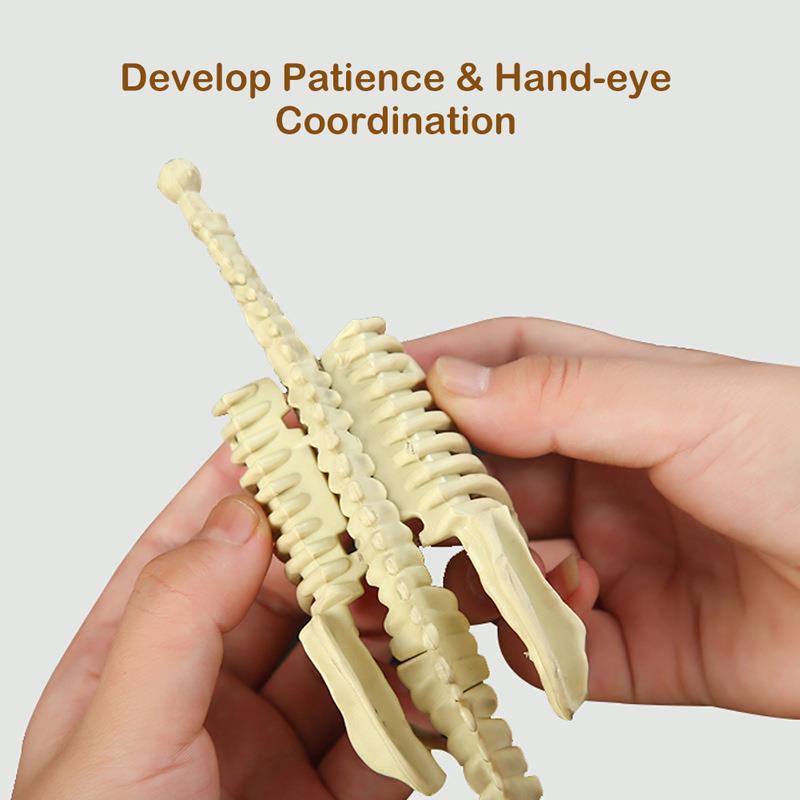 Skelon Model Simulation SH Simulation Dinosaur Skeleton Assembly Kit Model Children's - TikTok ...