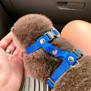 harnes otter