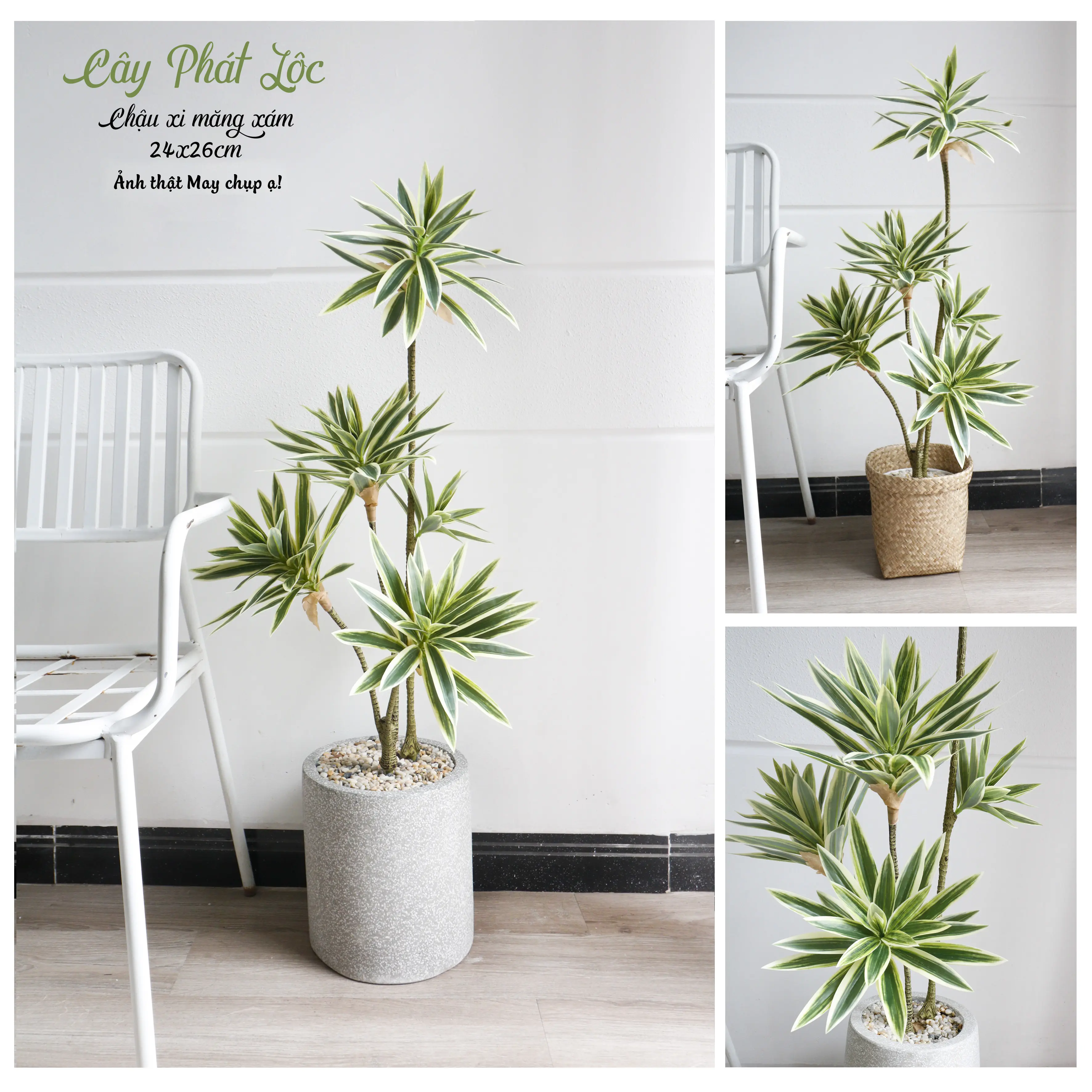 Cây nhân tạo, Cây Phát Lộc, Phát Tài, Cây Thủy Trúc trang trí nhà cửa, cafe, spa, homestay Decor Phòng