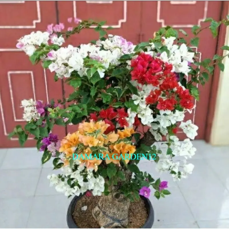 PROMO BARU !! bougenvil 4 warna dalam 1 pohon Bougenville