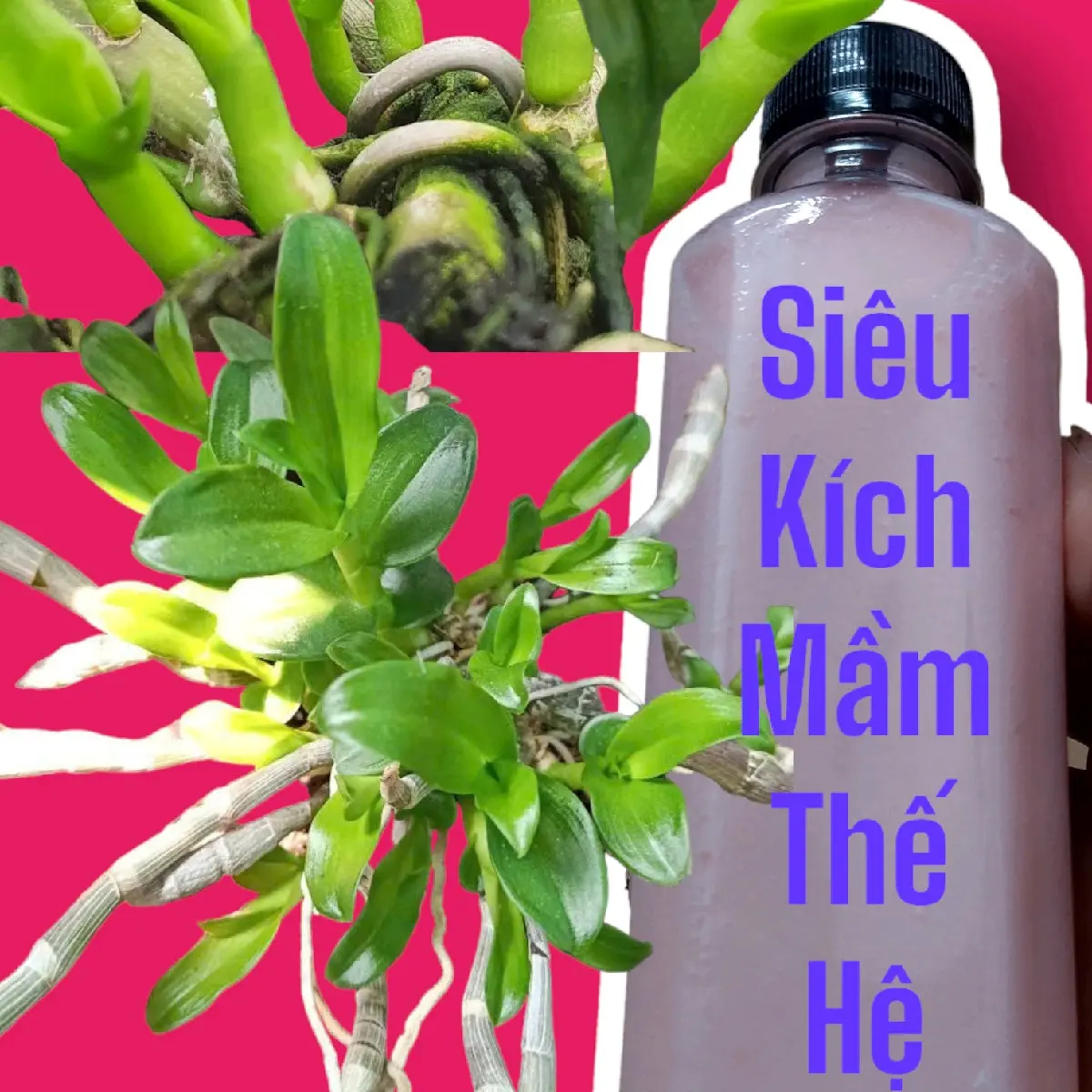 SIÊU KÍCH MẦM THẾ HỆ MỚI.