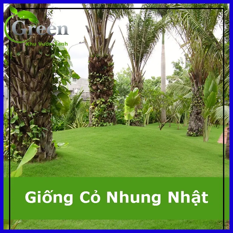Hạt Giống Cỏ Nhung Nhật Trồng Thảm Sân Vườn 0