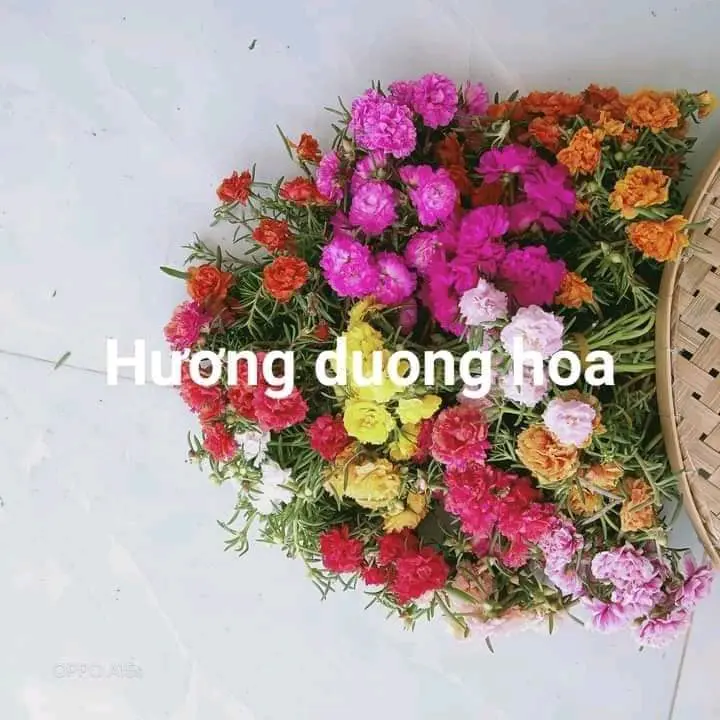 #cànhgiống hoa mười giờ thái nhiều màu( com bo 2 kí mix nhiều màu)