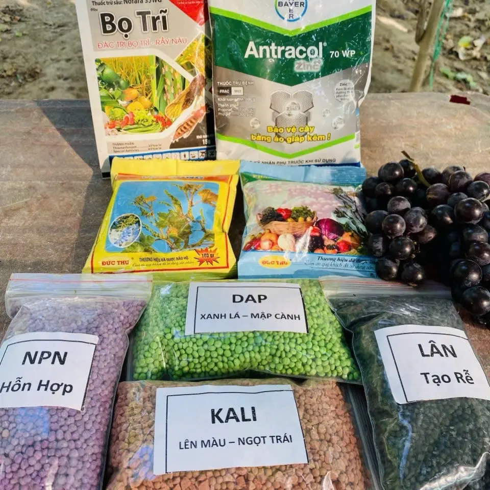 Com bo phân bón cho nho từ cây con đến khi ra trái .