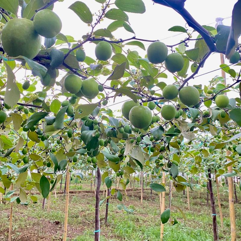 Mứt táo xanh | Đặc sản Phan Rang - Ninh Thuận 4