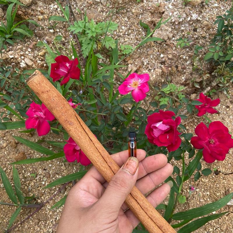 1 thanh quế và dầu quế mini dùng thử 0