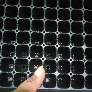 Traysemai lubang 288 tempat pembenihan bibit murah terjamin berkwalitas