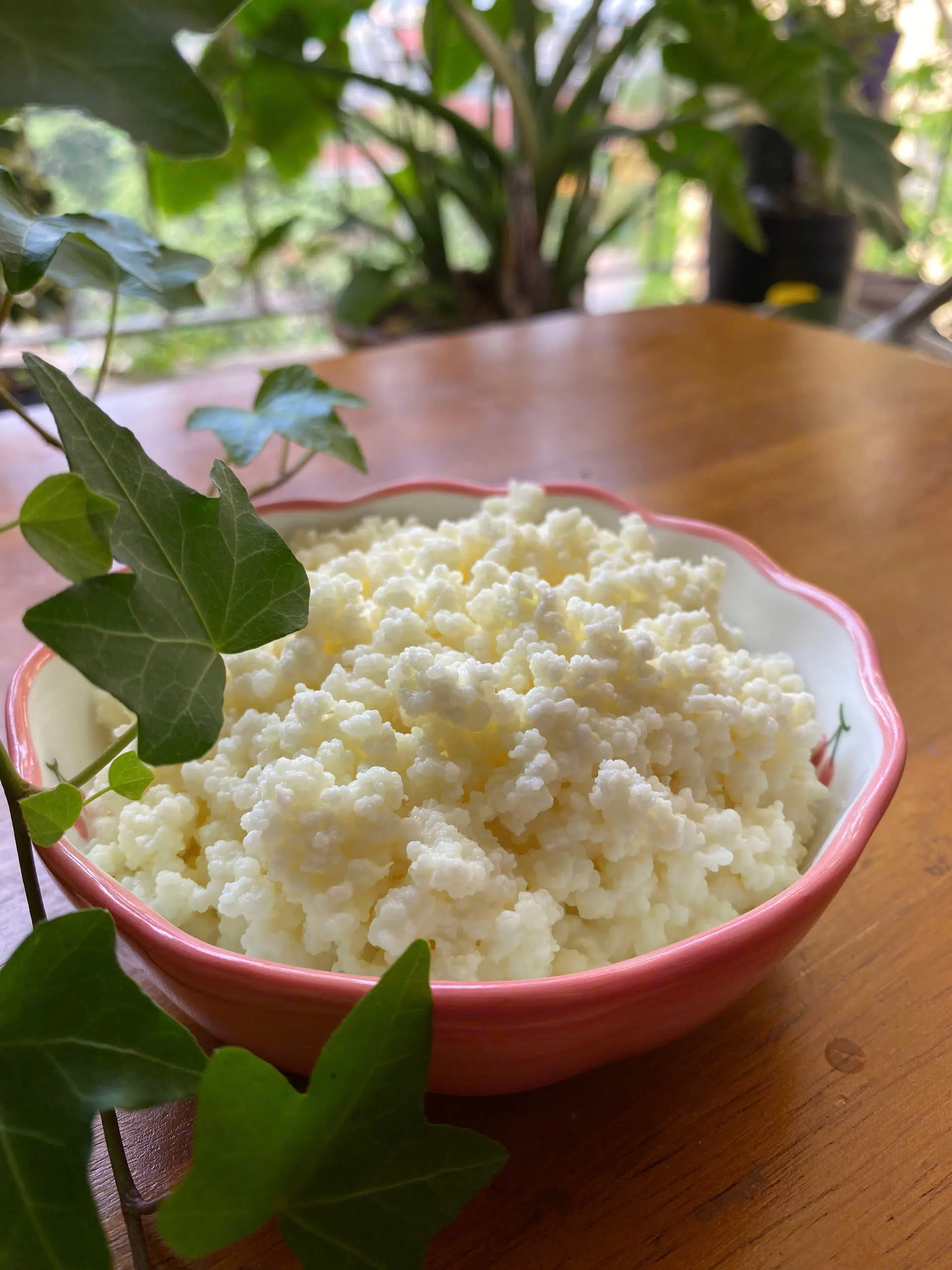 (Tặng men Viili Short) 5G nấm sữa Kefir (Milk Kefir)  làm sữa chua không cần nhiệt, sản phẩm tốt cho sức khoẻ, hệ tiêu hoá.