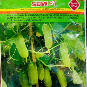Benih Timun Hibrida F1 Semi