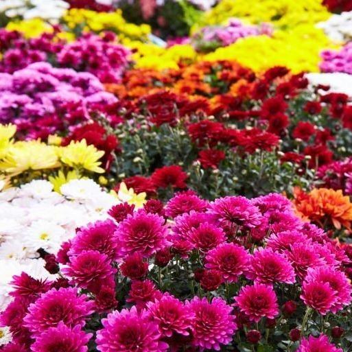 hạt giống hoa cúc chi siêu xinh