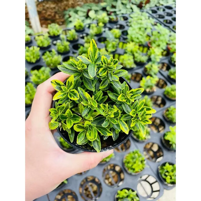 Chậu cây hoàng kim mini làm tiểu cảnh, terrarium, bán cạn 3