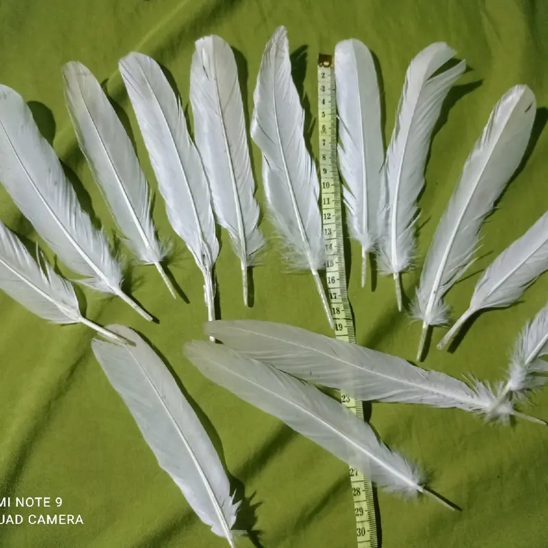 bulu ayam putih 100 pcs 1