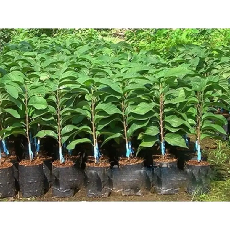 GIỐNG NA THÁI GHÉP QUẢ SIÊU TO coconut_toroto_dl