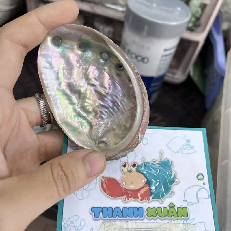 Bát ăn cho ốc mượn hồn nhỏ vân xà cừ lấp lánh 6-7cm 3