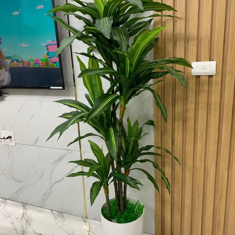 Cây phát tài , cây thiết mộc lan 5 thân 1m6 giả Decor Decor Phòng Trang Trí Nhà