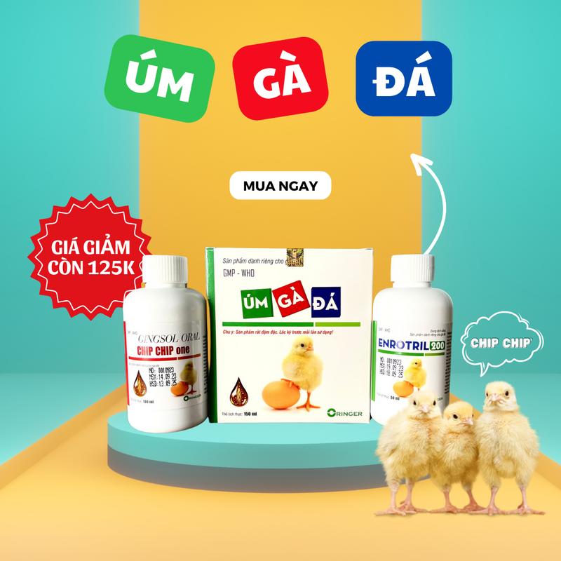 Úm gà đá 150ml giúp gà con phát triển mạnh đồng đều tăng tỷ lệ sống cao