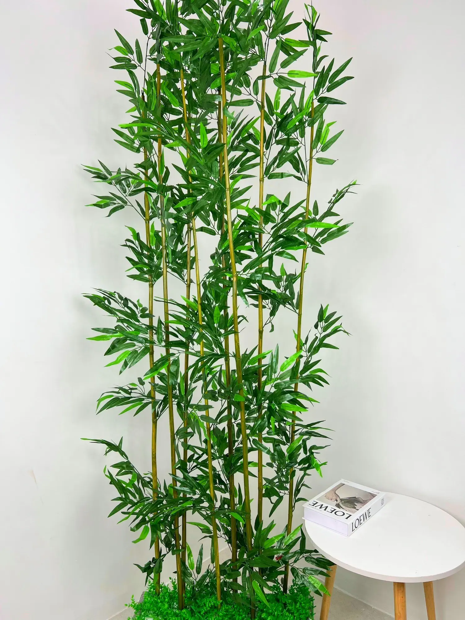 Cây trúc nhiều lá - Cây decor ( Giá 1 cây)