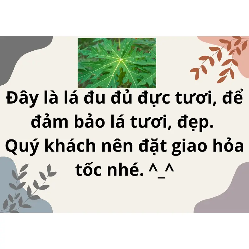 500gram Lá Cây Đu Đủ Đực Tươi - Lá Đu Đủ Đực Phơi Khô Tự Nhiên. 1