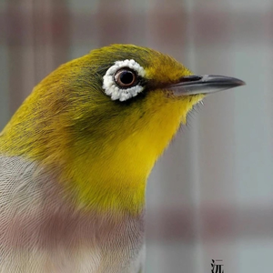 LỒNG VUÔNG NAM ĐÔNG