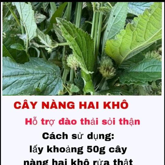 Product Introduction of CÂY NÀNG HAI KHÔ gồm (Thân, lá, hoa)  HỖ TRỢ ĐÀO THẢI SẠN, SỎI THẬN. SỎI ĐƯỜNG TIẾT NIỆU. Lợi tiểu 4