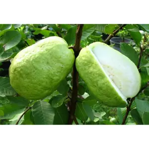 BIBIT JAMBU KRISTAL PUTIH JUMBO TANPA BIJI SUDAH BERBUNGA