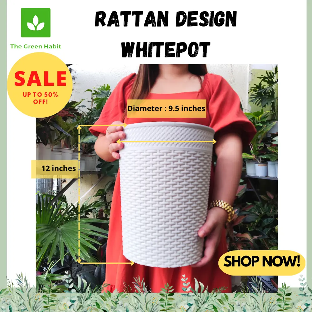 TGH White Rattan basket designs pots for plants Large Size Diameter 9.5" Height 12"  Paso  Makapal Flower Pot for plants