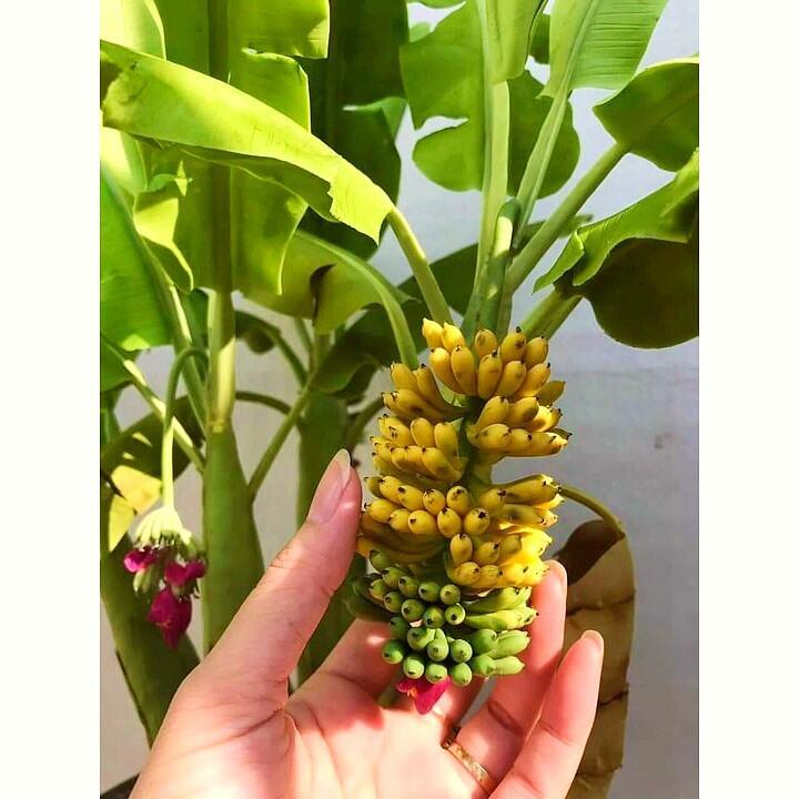  Hạt giống cây chuối Mini siêu trái - Hạt giống cây chuối cảnh Mini - Trồng được trong nhà và ngoài trời - Bịch 10 hạt - Mã số 1236 