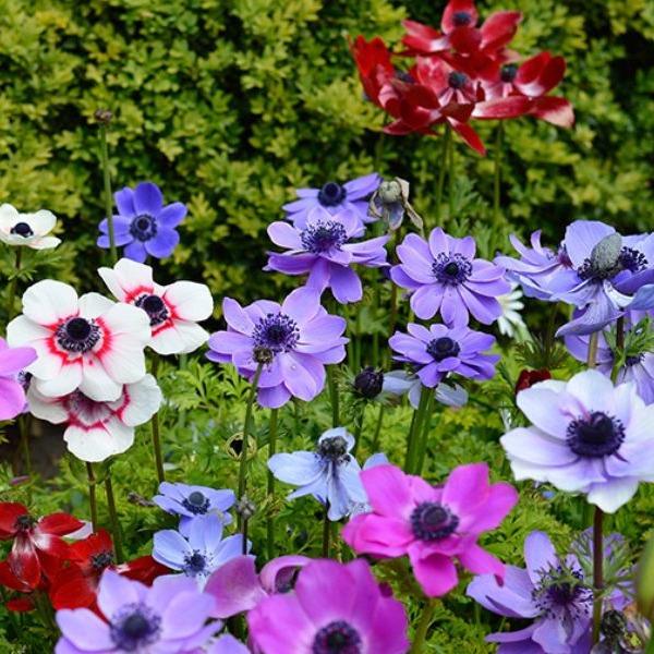 SALE 3 gói Tặng 1 gói Hạt giống hoa Hải quỳ đủ màu - Siêu đẹp trồng Tết