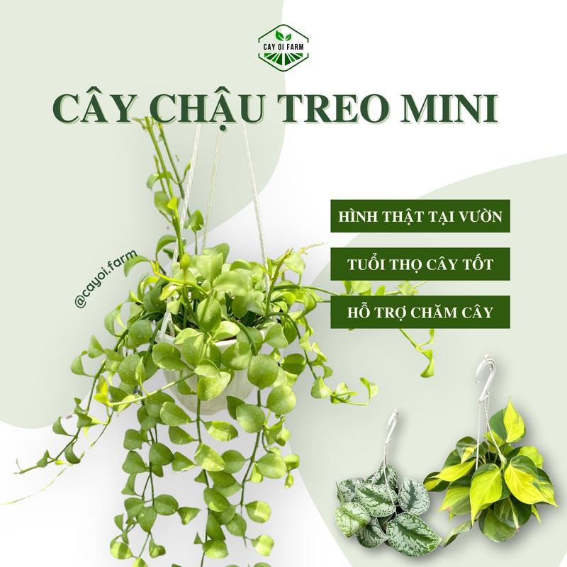 Cây chậu treo mini thân rũ - treo ban công, sân vườn, cửa sổ