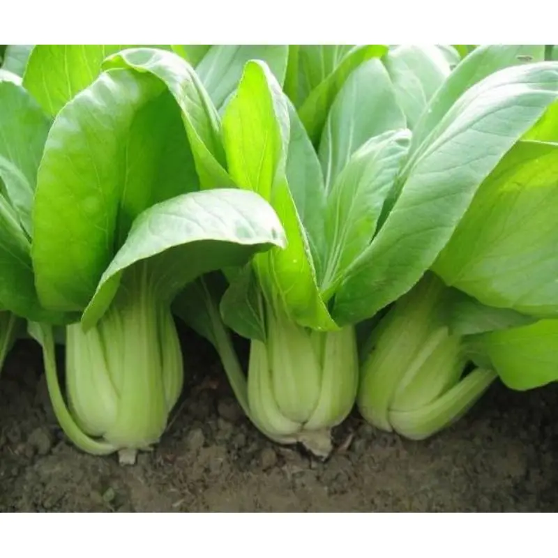 200 benih / biji sawi sendok pak choi bibit sayuran pakchoy Nauli Cabbage bisa hidroponik Bibit Sayuran Benih Sayuran Seribuan 2