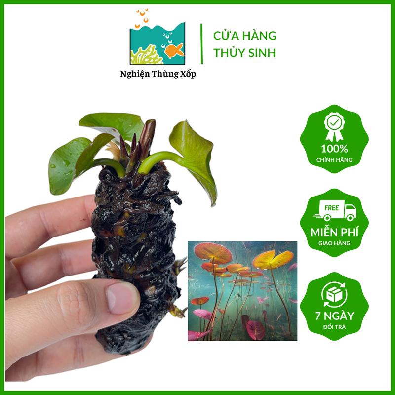 Cây Sen Thái Đỏ (1củ) - Cây thủy sinh không co2 dễ trồng